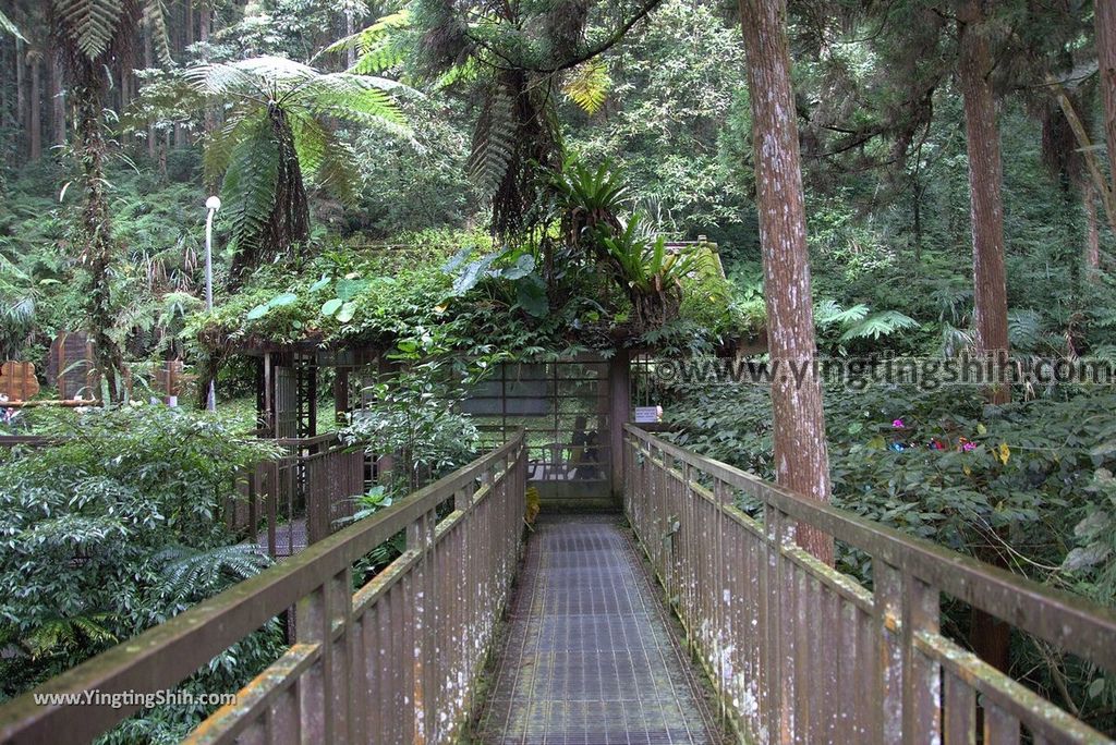 YTS_YTS_20181012_ 南投鹿谷溪頭自然教育園區Nantou Lugu Xitou Nature Education Area165_3A5A1976.jpg