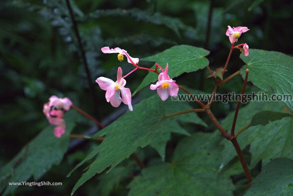 YTS_YTS_20181012_ 南投鹿谷溪頭自然教育園區Nantou Lugu Xitou Nature Education Area169_3A5A2233.jpg