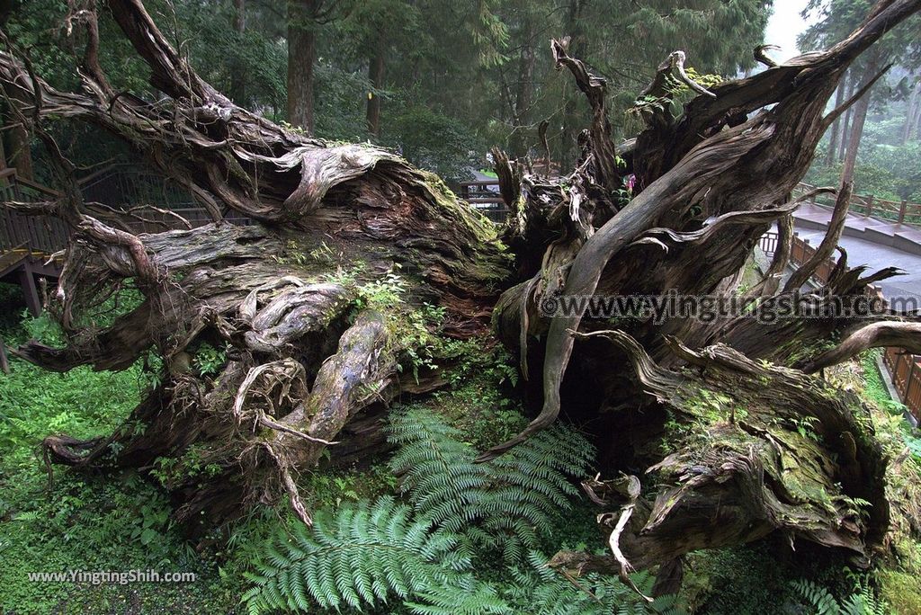 YTS_YTS_20181012_ 南投鹿谷溪頭自然教育園區Nantou Lugu Xitou Nature Education Area195_3A5A2615.jpg