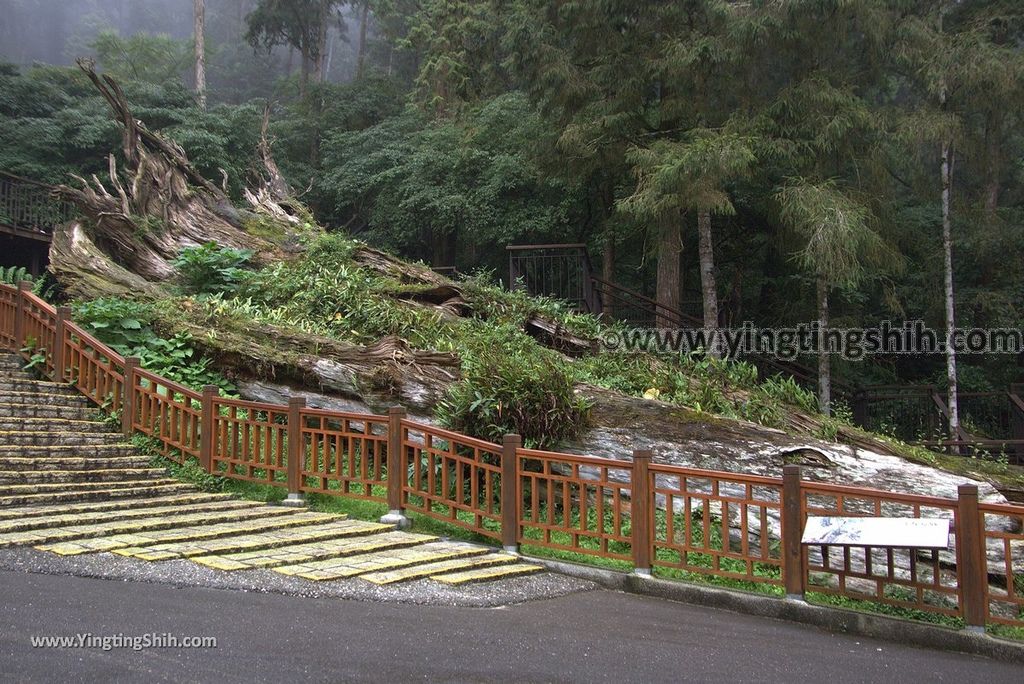 YTS_YTS_20181012_ 南投鹿谷溪頭自然教育園區Nantou Lugu Xitou Nature Education Area206_3A5A2469.jpg