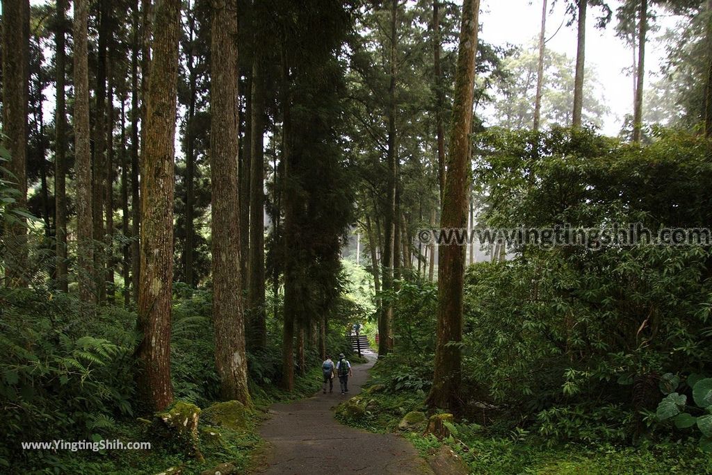 YTS_YTS_20181012_ 南投鹿谷溪頭自然教育園區Nantou Lugu Xitou Nature Education Area209_3A5A2860.jpg