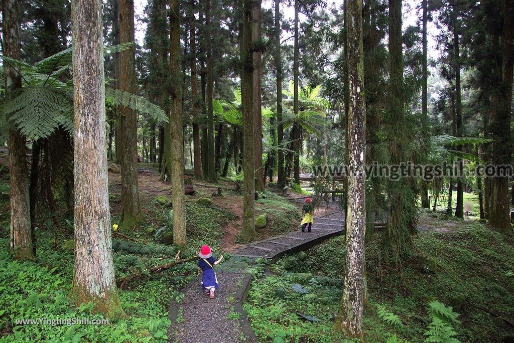 YTS_YTS_20181012_ 南投鹿谷溪頭自然教育園區Nantou Lugu Xitou Nature Education Area246_3A5A3433.jpg