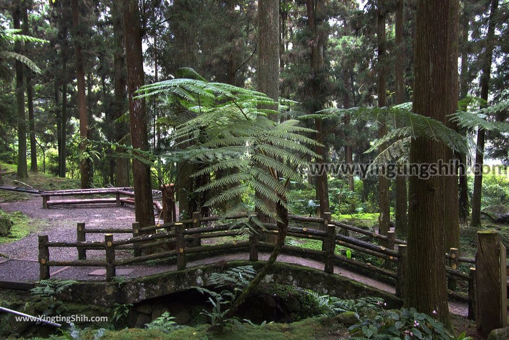 YTS_YTS_20181012_ 南投鹿谷溪頭自然教育園區Nantou Lugu Xitou Nature Education Area260_3A5A3586.jpg