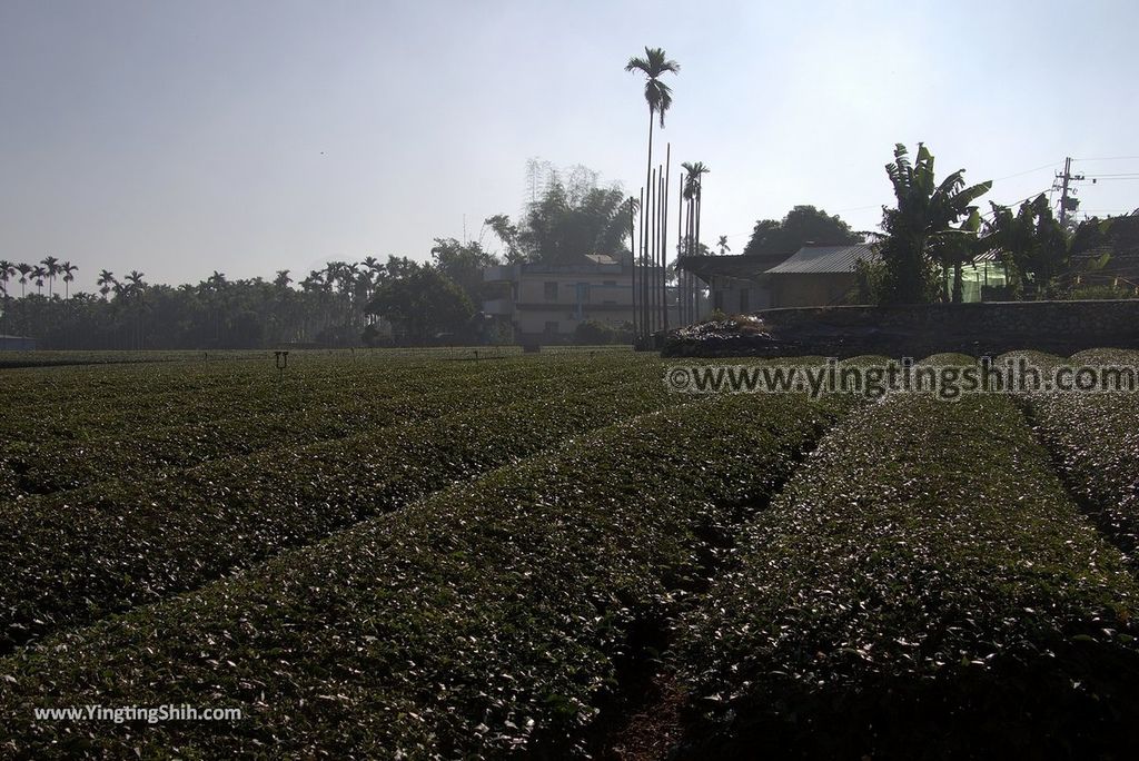 YTS_YTS_20181201_南投名間茶香步道Nantou Mingjian Tea Scent Trail006_3A5A3491.jpg