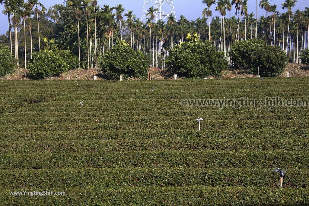 YTS_YTS_20181201_南投名間茶香步道Nantou Mingjian Tea Scent Trail017_3A5A3547.jpg