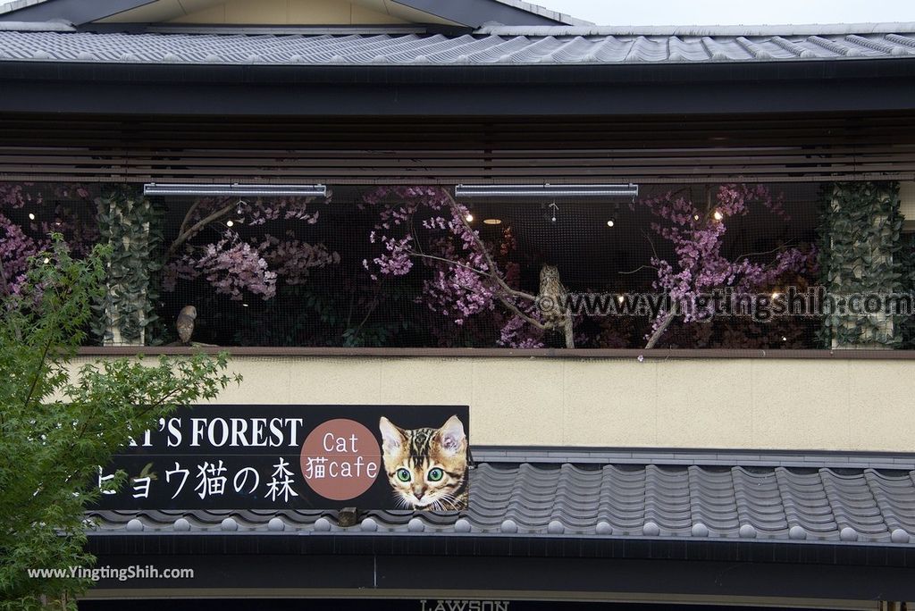 YTS_YTS_20180711_Japan Kansai Kyoto Arashiyama Park／Togetu Kobashi Bridge日本京都嵐山公園龜山地區／渡月橋031_3A5A8604.jpg