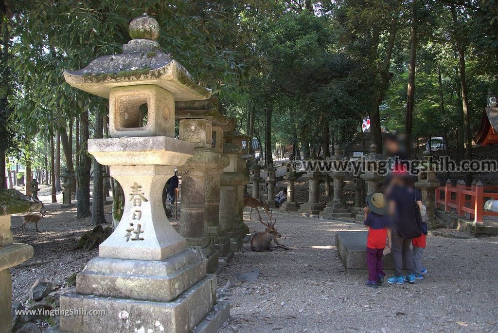 YTS_YTS_20180716_Japan Kansai Nara Kasuga-taisha／Nara Park日本關西奈良春日大社／夫婦大國社／奈良公園062_3A5A4957.jpg