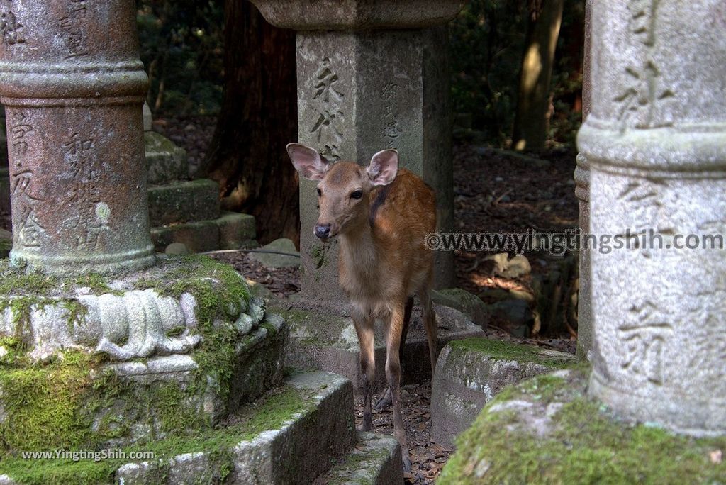 YTS_YTS_20180716_Japan Kansai Nara Kasuga-taisha／Nara Park日本關西奈良春日大社／夫婦大國社／奈良公園074_3A5A5247.jpg