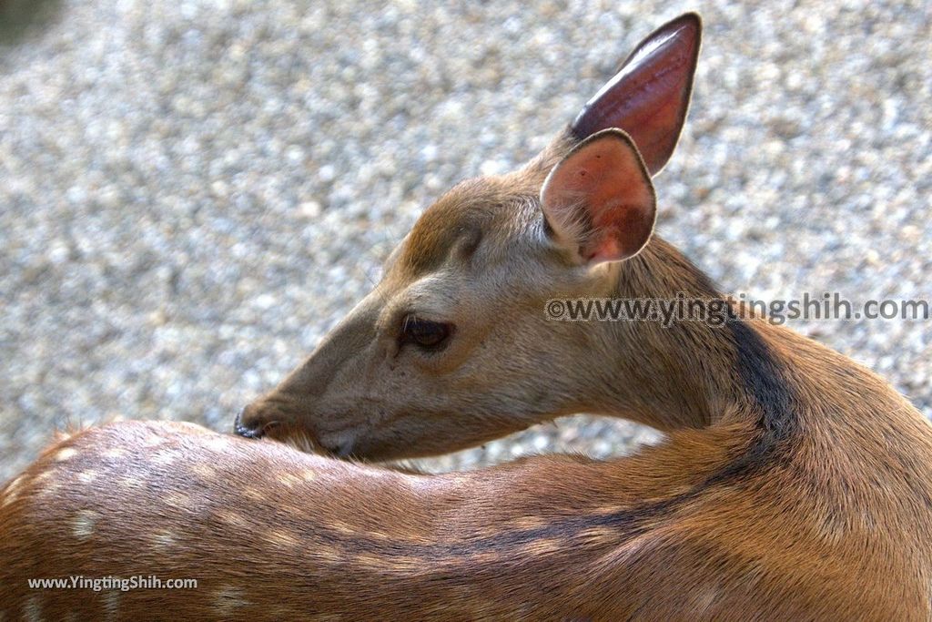 YTS_YTS_20180716_Japan Kansai Nara Kasuga-taisha／Nara Park日本關西奈良春日大社／夫婦大國社／奈良公園097_3A5A5415.jpg