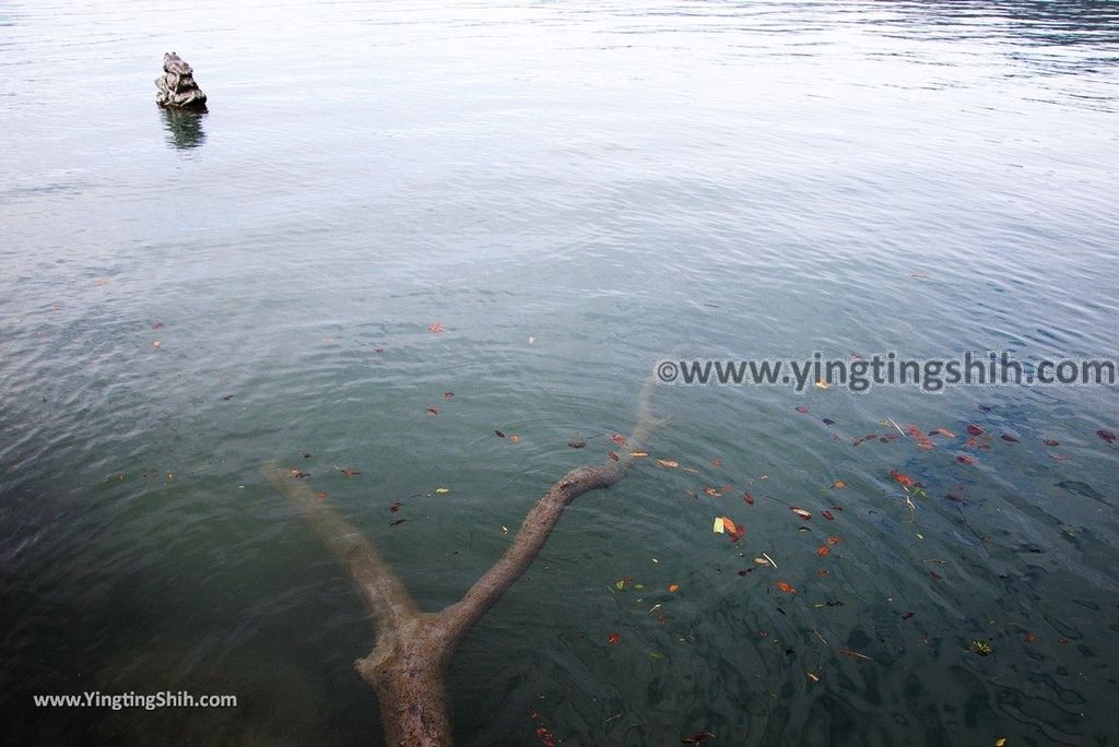 YTS_YTS_20181216_南投魚池日月潭九蛙疊像／水蛙頭步道Nantou Yuchi Sun Moon Lake Nine Frogs Stack Hiking Trail044_3A5A0362.jpg