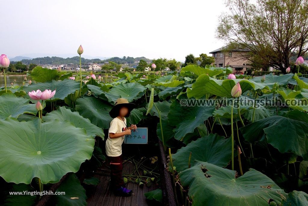 YTS_YTS_20180717_Japan Kansai Wakayama Hira Pond日本關西和歌山平池綠地大公園／平池古墳群015_3A5A2172.jpg