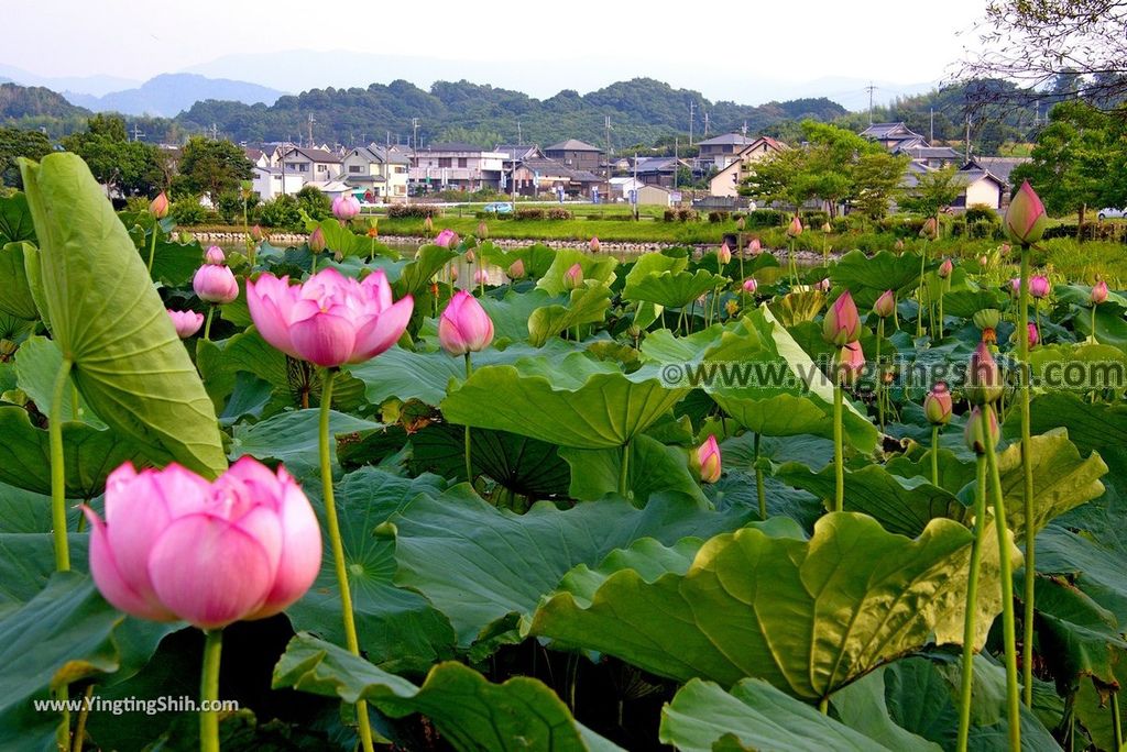 YTS_YTS_20180717_Japan Kansai Wakayama Hira Pond日本關西和歌山平池綠地大公園／平池古墳群019_3A5A2152.jpg