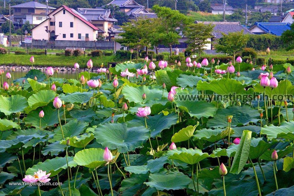 YTS_YTS_20180717_Japan Kansai Wakayama Hira Pond日本關西和歌山平池綠地大公園／平池古墳群018_3A5A2038.jpg