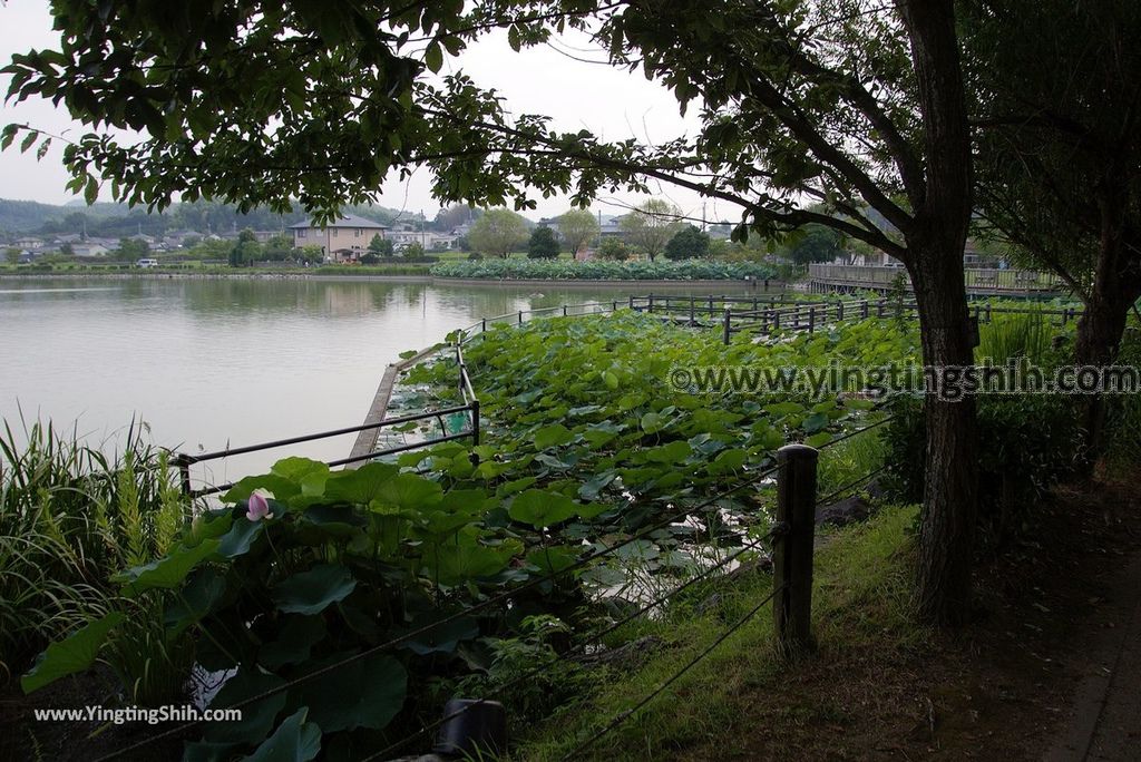 YTS_YTS_20180717_Japan Kansai Wakayama Hira Pond日本關西和歌山平池綠地大公園／平池古墳群096_3A5A3415.jpg