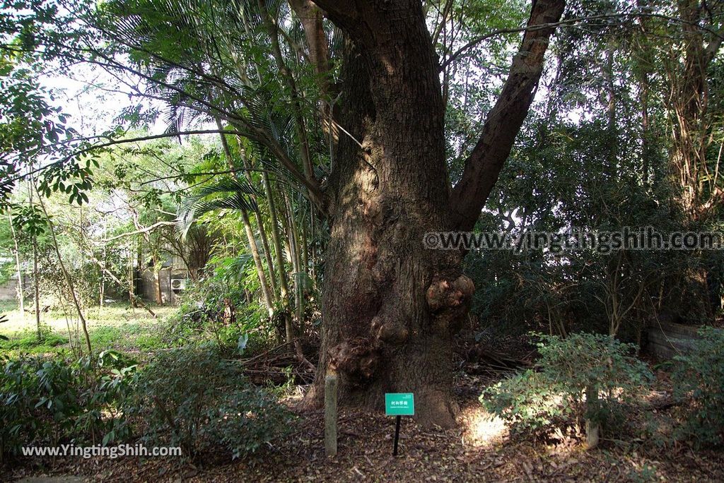 YTS_YTS_20181228_嘉義東區林業試驗所嘉義樹木園／山仔頂植物園Chiayi East District Chiayi Botanical Garden011_3A5A9126.jpg