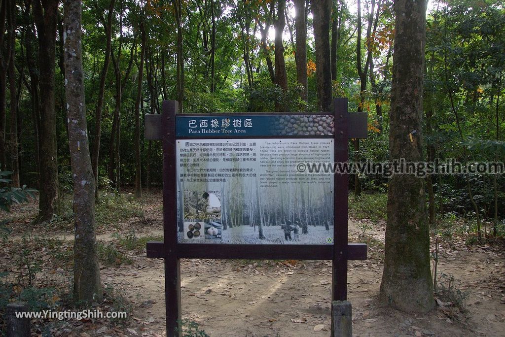 YTS_YTS_20181228_嘉義東區林業試驗所嘉義樹木園／山仔頂植物園Chiayi East District Chiayi Botanical Garden021_3A5A9184.jpg