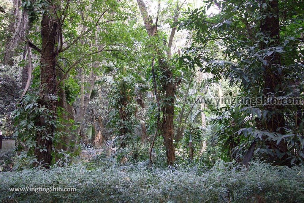 YTS_YTS_20181228_嘉義東區林業試驗所嘉義樹木園／山仔頂植物園Chiayi East District Chiayi Botanical Garden031_3A5A9238.jpg