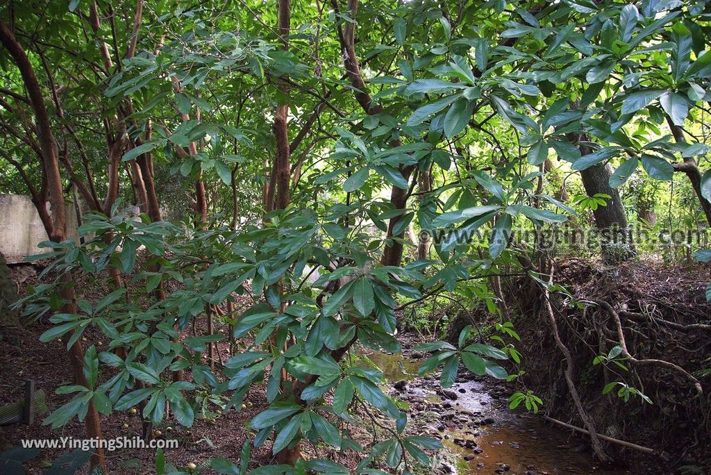 YTS_YTS_20181228_嘉義東區林業試驗所嘉義樹木園／山仔頂植物園Chiayi East District Chiayi Botanical Garden073_3A5A9555.jpg