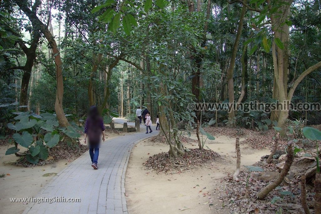 YTS_YTS_20181228_嘉義東區林業試驗所嘉義樹木園／山仔頂植物園Chiayi East District Chiayi Botanical Garden077_3A5A9563.jpg