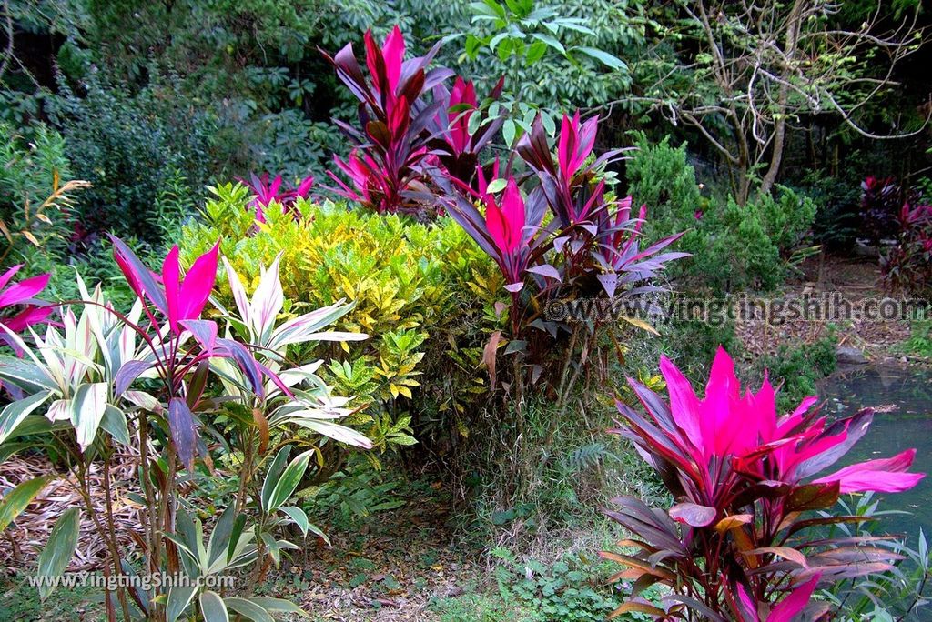 YTS_YTS_20181228_嘉義東區林業試驗所嘉義樹木園／山仔頂植物園Chiayi East District Chiayi Botanical Garden091_3A5A9715.jpg