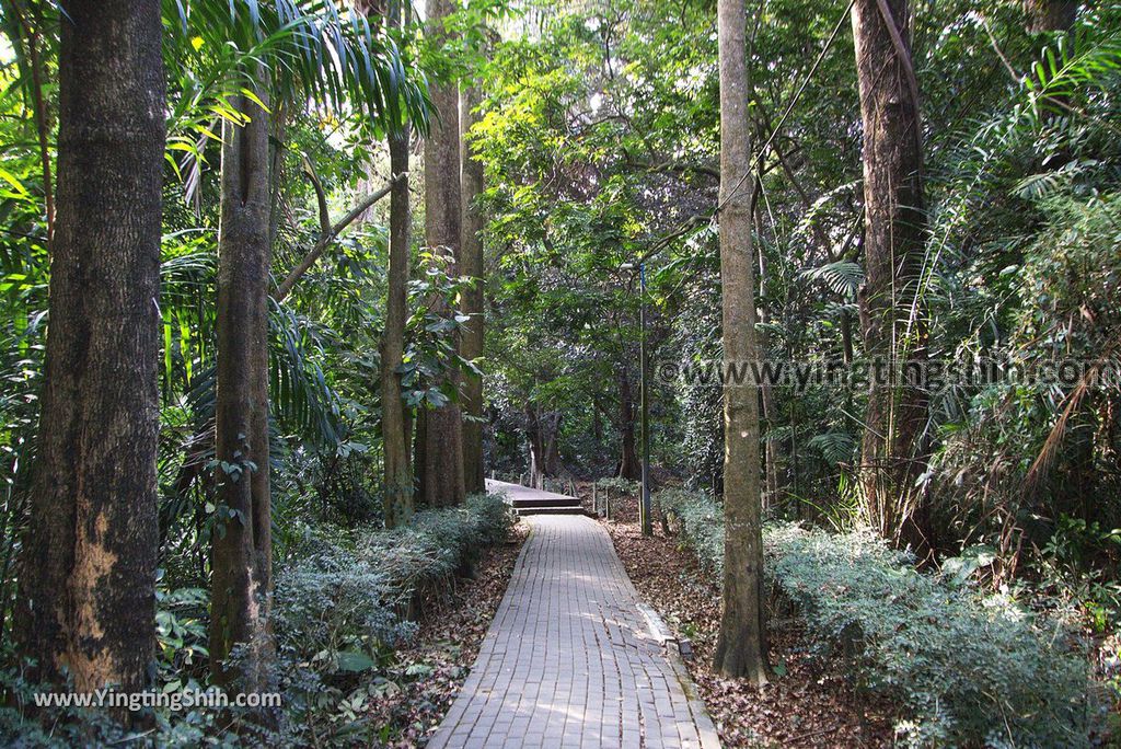 YTS_YTS_20181228_嘉義東區林業試驗所嘉義樹木園／山仔頂植物園Chiayi East District Chiayi Botanical Garden131_3A5A0096.jpg