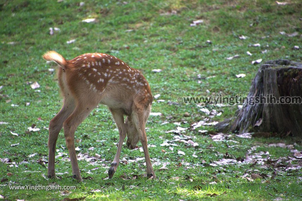 YTS_YTS_20180717_Japan Kansai Nara Todai-ji日本關西奈良東大寺／世界文化遺產059_3A5A7511.jpg