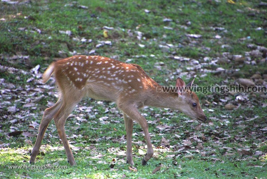 YTS_YTS_20180717_Japan Kansai Nara Todai-ji日本關西奈良東大寺／世界文化遺產060_3A5A7516.jpg