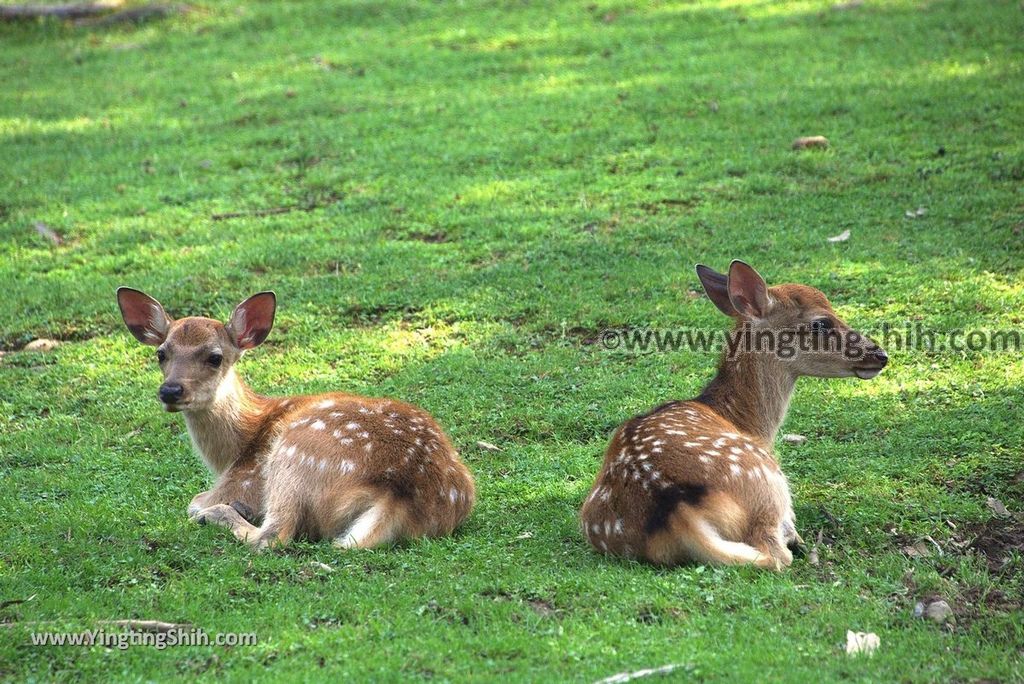 YTS_YTS_20180717_Japan Kansai Nara Todai-ji日本關西奈良東大寺／世界文化遺產058_3A5A7576.jpg