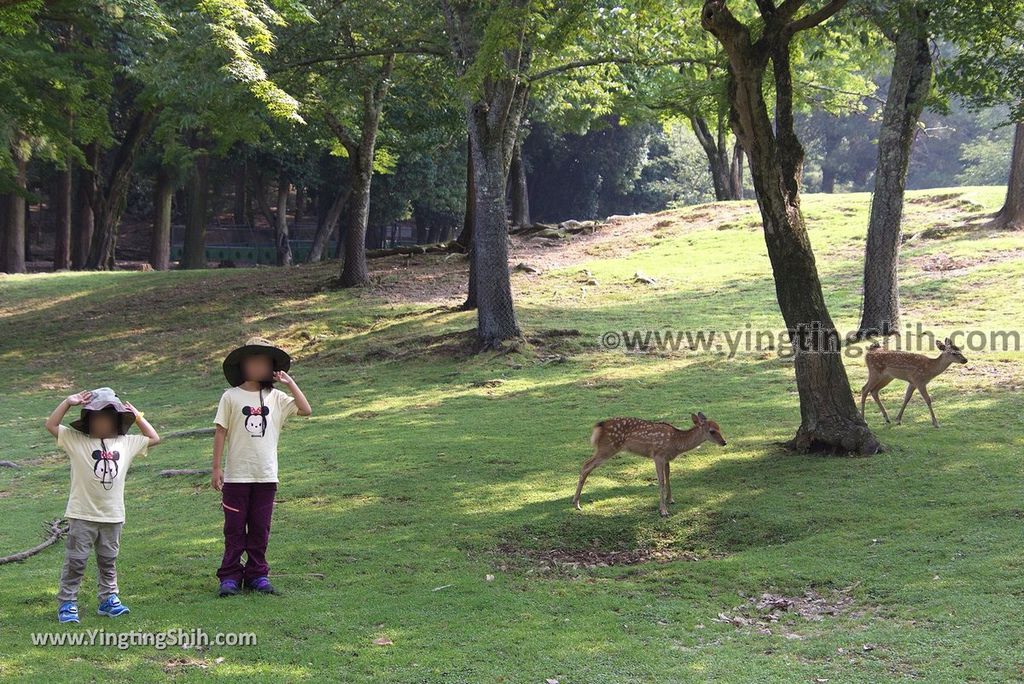 YTS_YTS_20180717_Japan Kansai Nara Todai-ji日本關西奈良東大寺／世界文化遺產061_3A5A7685.jpg