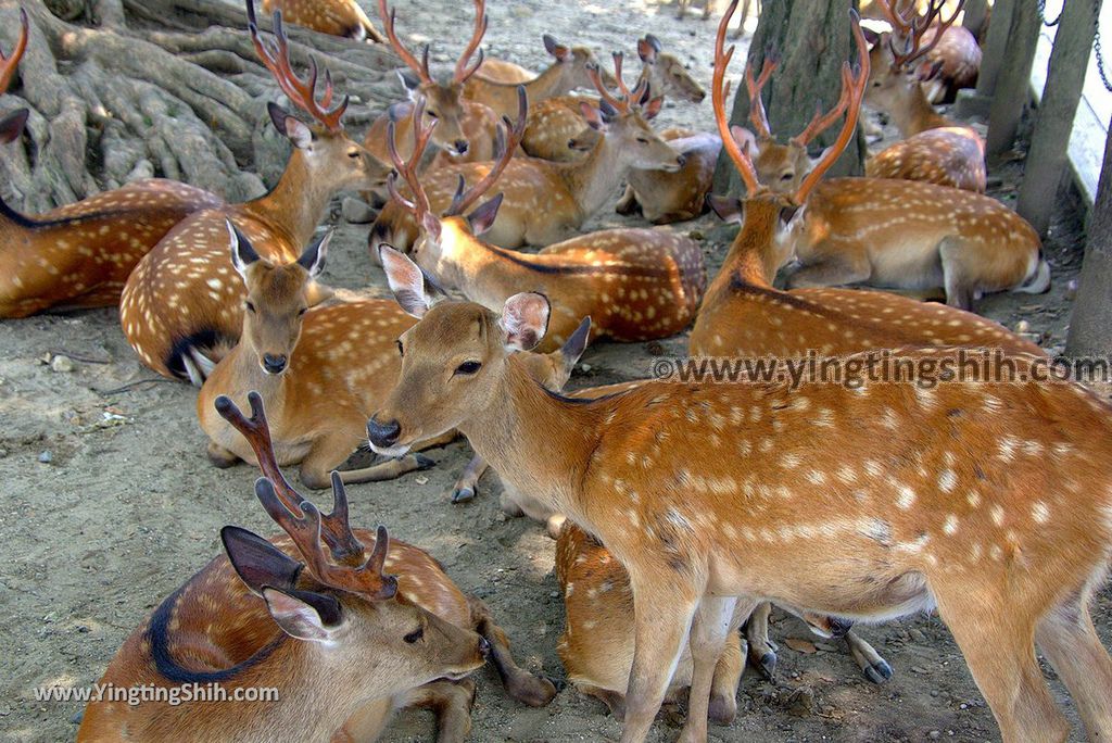 YTS_YTS_20180717_Japan Kansai Nara Todai-ji日本關西奈良東大寺／世界文化遺產183_3A5A1622.jpg