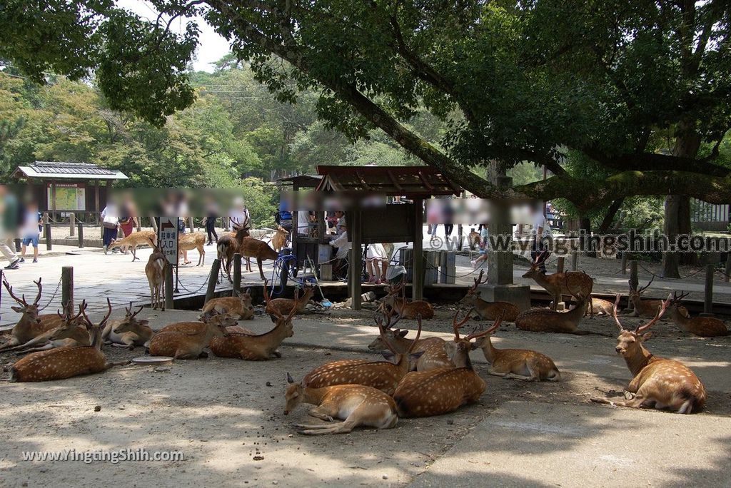 YTS_YTS_20180717_Japan Kansai Nara Todai-ji日本關西奈良東大寺／世界文化遺產182_3A5A1547.jpg