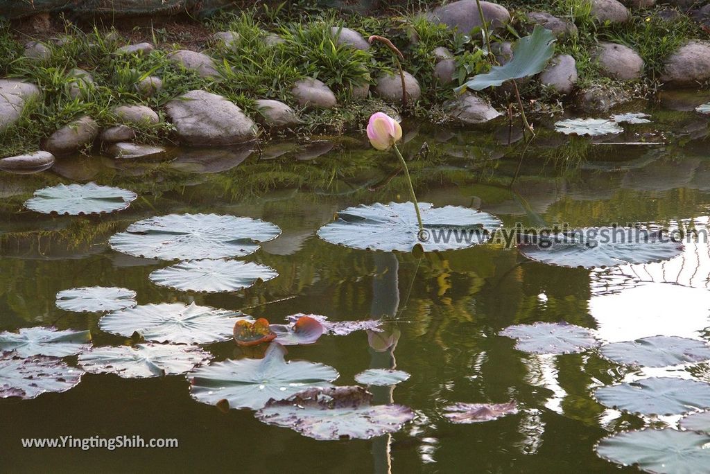 YTS_YTS_20181230_台中太平坪林森林公園／兒童遊戲區Taichung Taiping Pinglin Forest Park080_3A5A6732.jpg