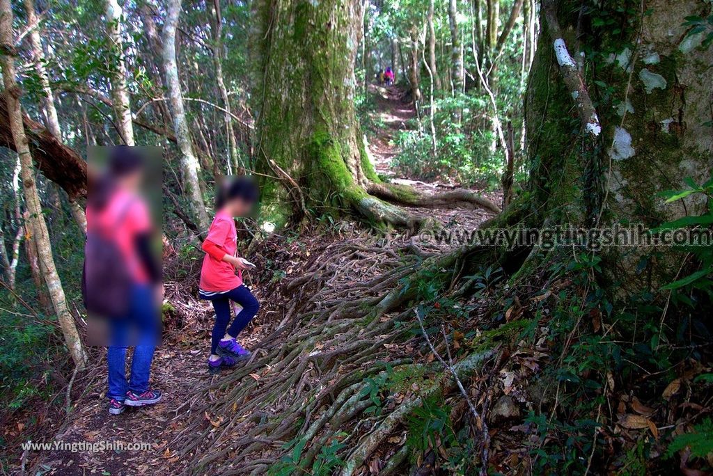 YTS_YTS_20190105_桃園復興塔曼山登山步道Taoyuan Fuxing Tamanshan Hiking Trail038_3A5A3430.jpg