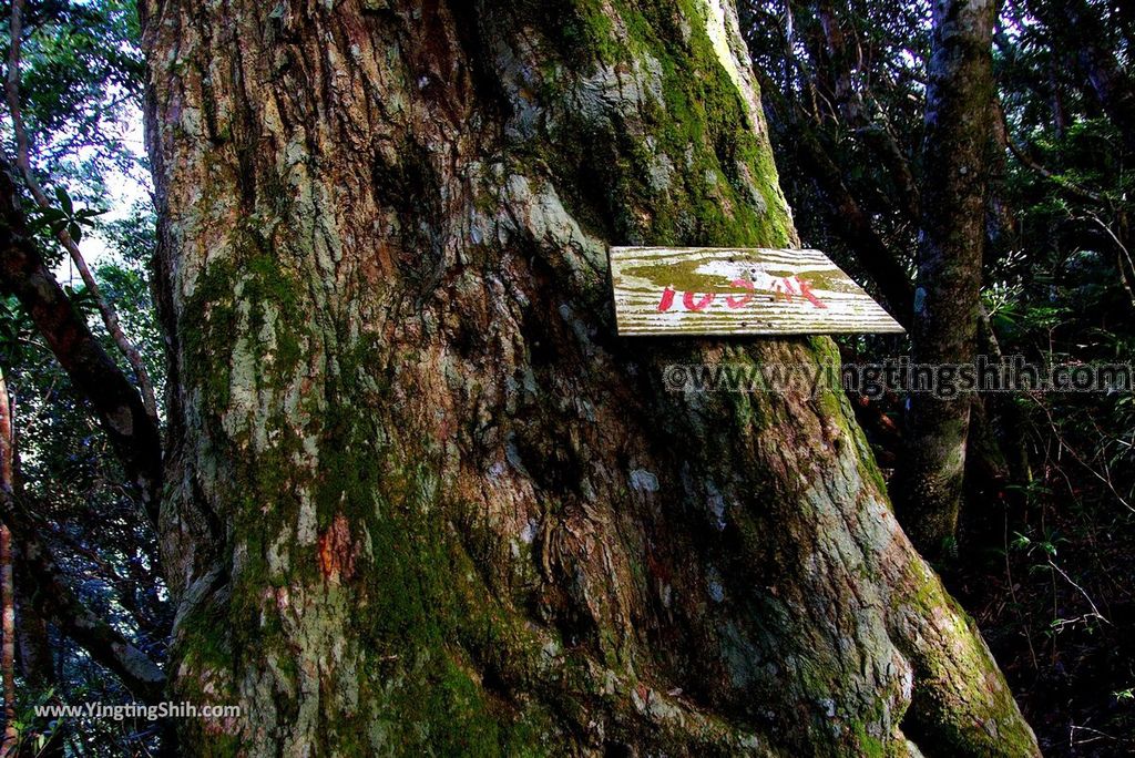 YTS_YTS_20190105_桃園復興塔曼山登山步道Taoyuan Fuxing Tamanshan Hiking Trail043_3A5A3482.jpg