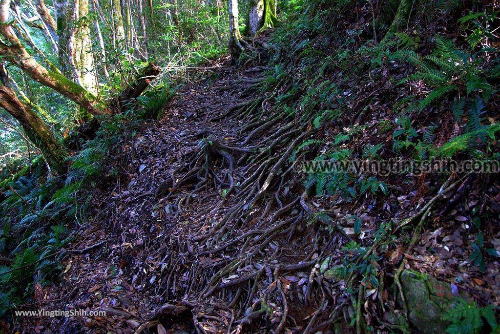 YTS_YTS_20190105_桃園復興塔曼山登山步道Taoyuan Fuxing Tamanshan Hiking Trail041_3A5A3464.jpg