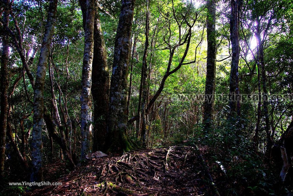 YTS_YTS_20190105_桃園復興塔曼山登山步道Taoyuan Fuxing Tamanshan Hiking Trail045_3A5A3490.jpg