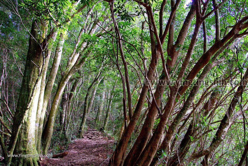 YTS_YTS_20190105_桃園復興塔曼山登山步道Taoyuan Fuxing Tamanshan Hiking Trail051_3A5A3577.jpg