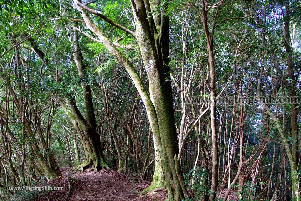 YTS_YTS_20190105_桃園復興塔曼山登山步道Taoyuan Fuxing Tamanshan Hiking Trail052_3A5A3586.jpg