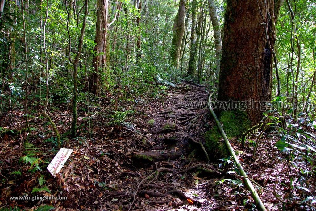 YTS_YTS_20190105_桃園復興塔曼山登山步道Taoyuan Fuxing Tamanshan Hiking Trail055_3A5A3600.jpg