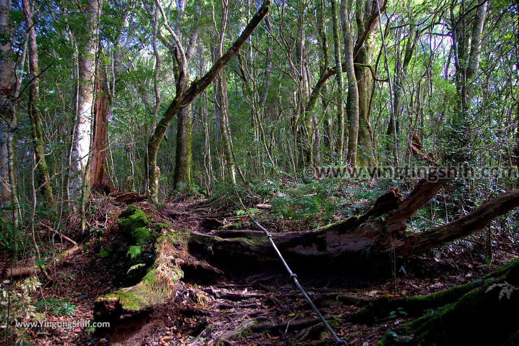 YTS_YTS_20190105_桃園復興塔曼山登山步道Taoyuan Fuxing Tamanshan Hiking Trail059_3A5A3630.jpg