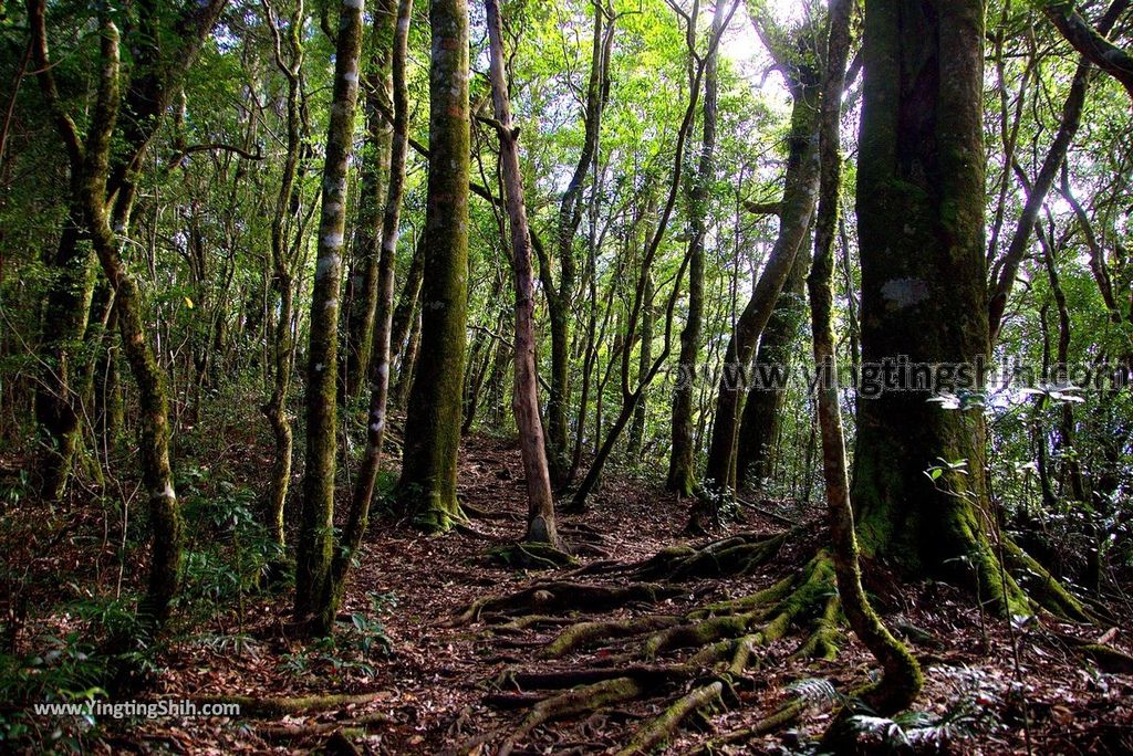 YTS_YTS_20190105_桃園復興塔曼山登山步道Taoyuan Fuxing Tamanshan Hiking Trail060_3A5A3650.jpg