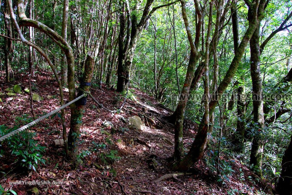 YTS_YTS_20190105_桃園復興塔曼山登山步道Taoyuan Fuxing Tamanshan Hiking Trail065_3A5A3671.jpg