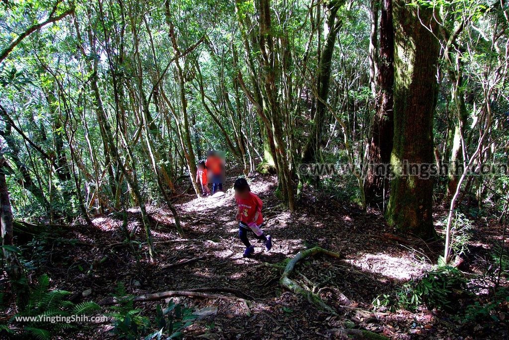 YTS_YTS_20190105_桃園復興塔曼山登山步道Taoyuan Fuxing Tamanshan Hiking Trail067_3A5A3712.jpg