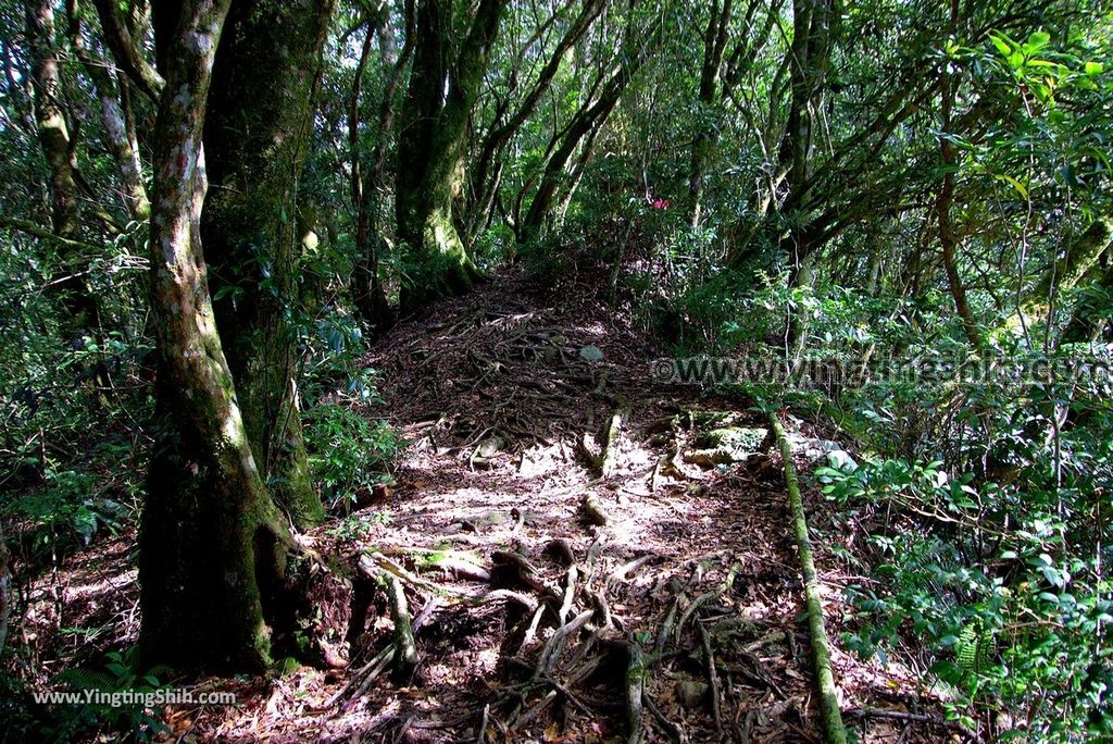 YTS_YTS_20190105_桃園復興塔曼山登山步道Taoyuan Fuxing Tamanshan Hiking Trail073_3A5A3781.jpg