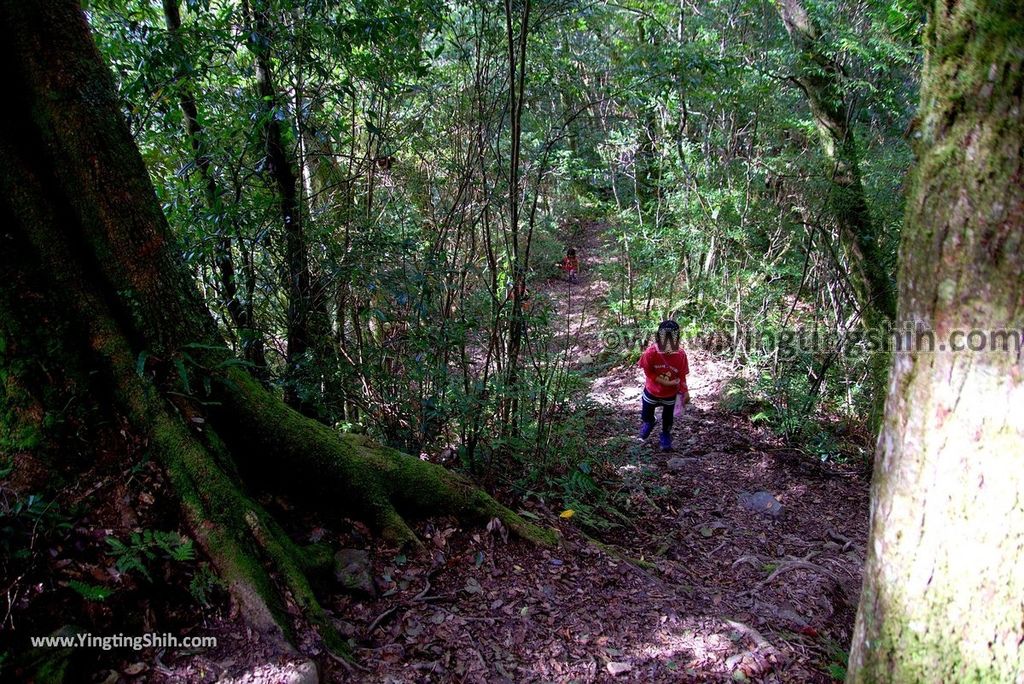 YTS_YTS_20190105_桃園復興塔曼山登山步道Taoyuan Fuxing Tamanshan Hiking Trail079_3A5A3826.jpg