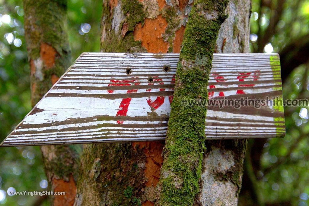 YTS_YTS_20190105_桃園復興塔曼山登山步道Taoyuan Fuxing Tamanshan Hiking Trail083_3A5A3888.jpg