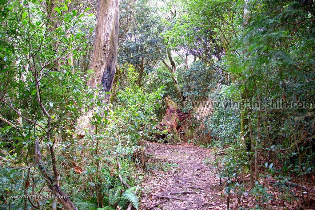 YTS_YTS_20190105_桃園復興塔曼山登山步道Taoyuan Fuxing Tamanshan Hiking Trail085_3A5A3898.jpg