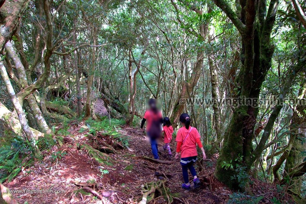 YTS_YTS_20190105_桃園復興塔曼山登山步道Taoyuan Fuxing Tamanshan Hiking Trail088_3A5A3922.jpg