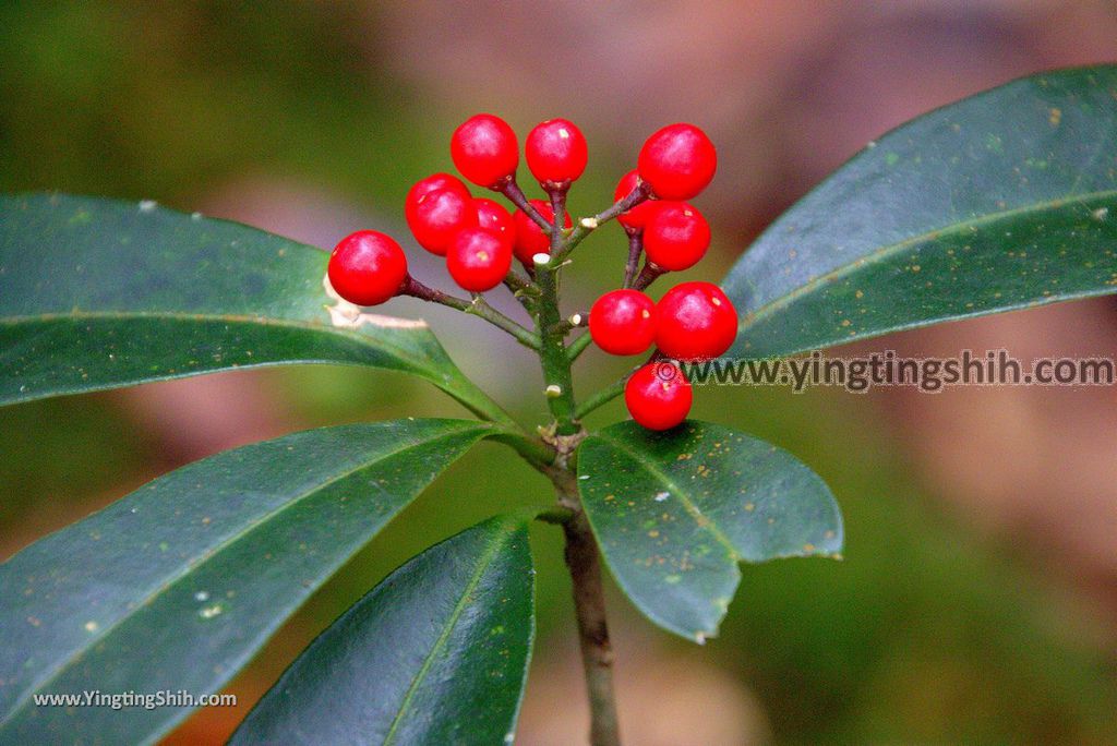 YTS_YTS_20190105_桃園復興塔曼山登山步道Taoyuan Fuxing Tamanshan Hiking Trail101_3A5A4053.jpg