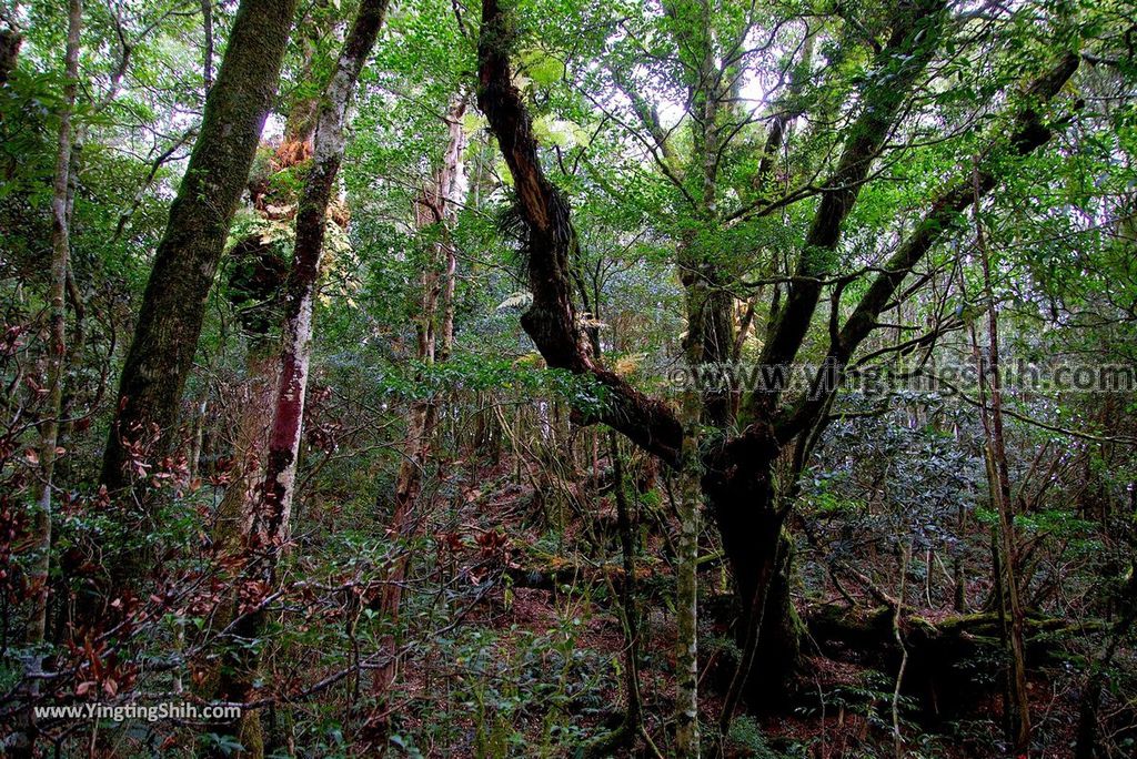 YTS_YTS_20190105_桃園復興塔曼山登山步道Taoyuan Fuxing Tamanshan Hiking Trail098_3A5A4033.jpg